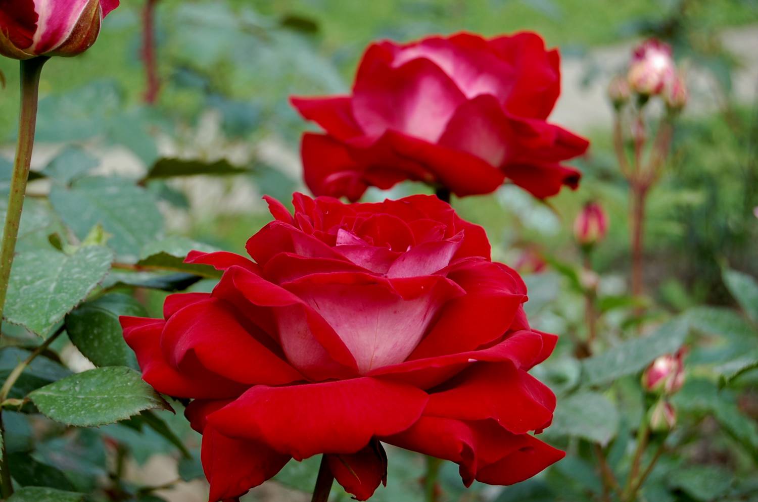 La Rosa De Versalles [1979–1980]