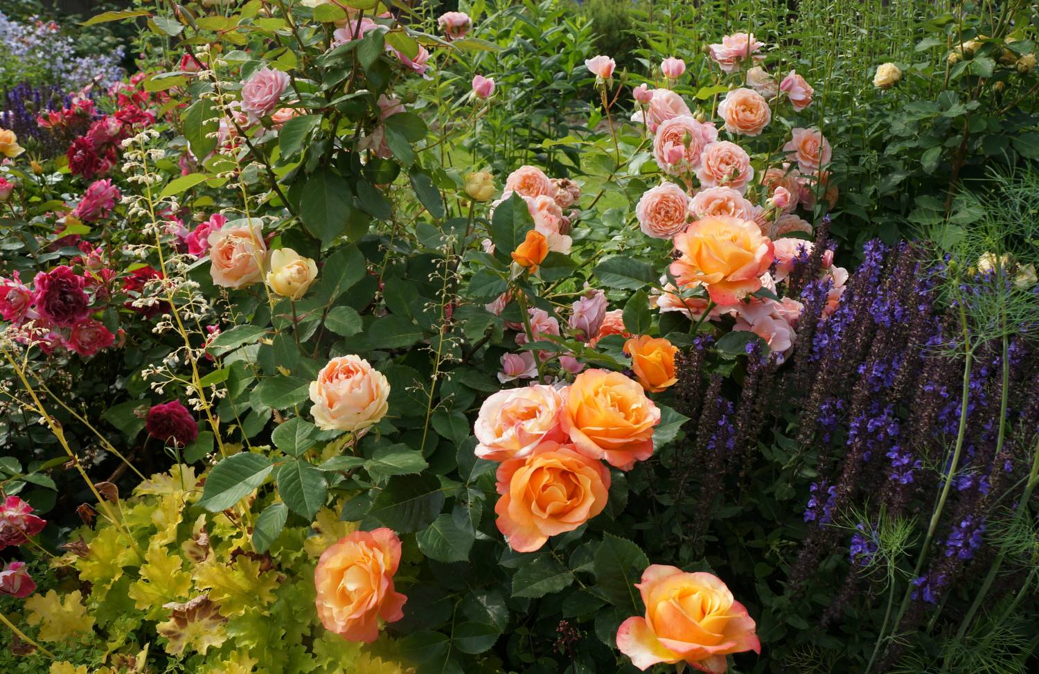Роза шраб принцесса Сибилла де Люксембург