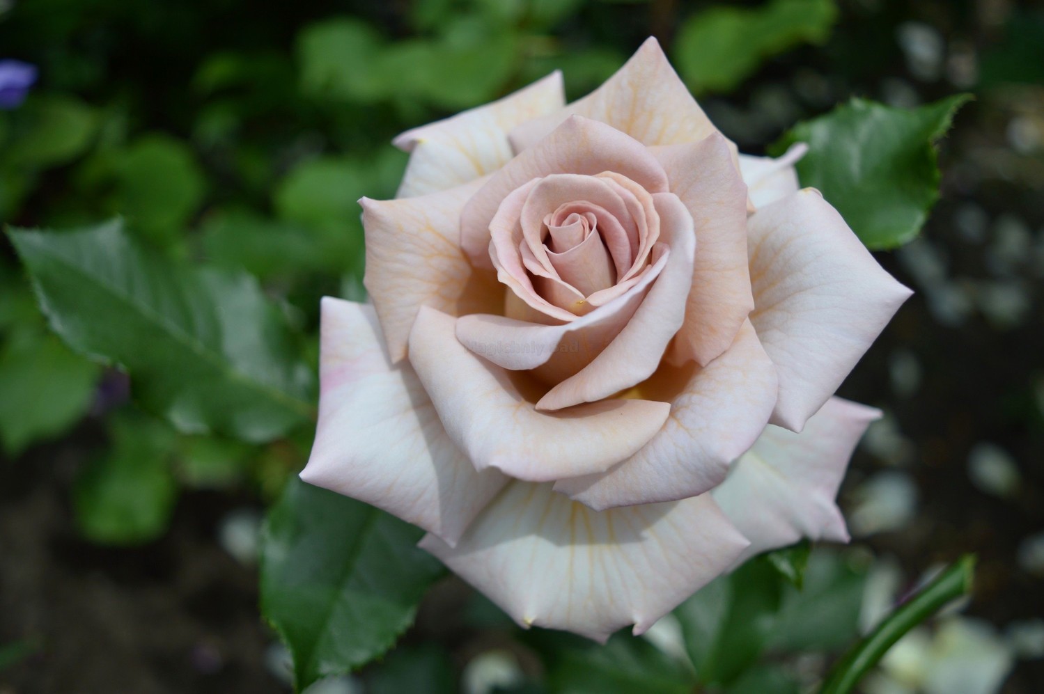 Роза Стефанс роз